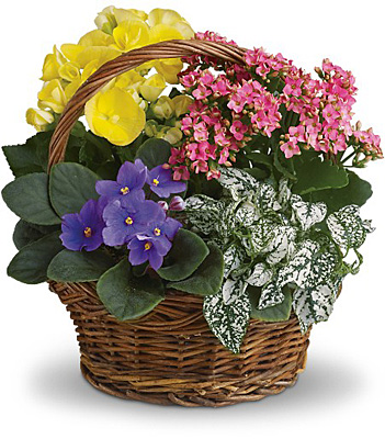 Spring Has Sprung Mixed Basket from Racanello Florist in Stamford, CT